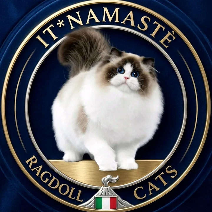 namasteragdollcats