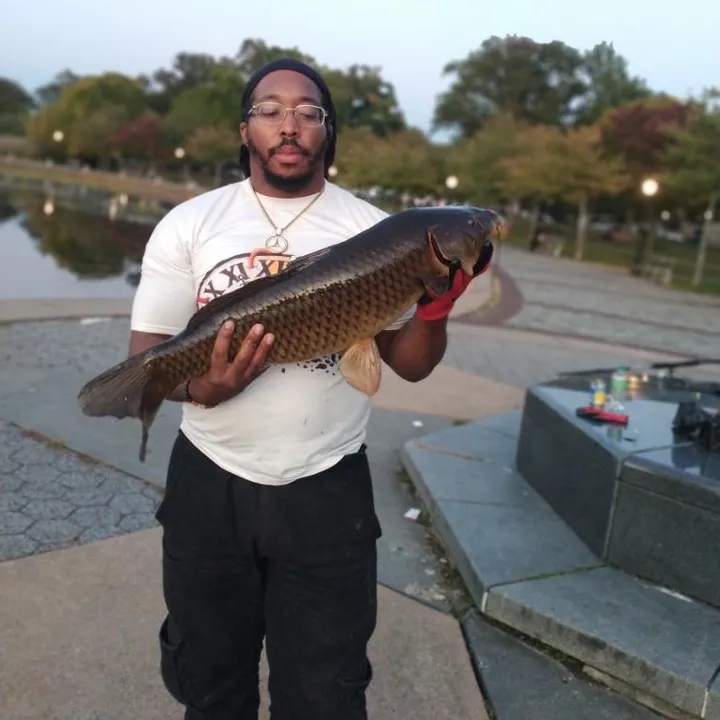 @nyccarpsinthepark