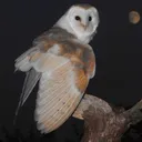 @macncheesestopfan