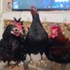 tippys_tales