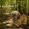 duuuviethedog