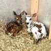 fuzzyfawnwildlife