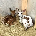 @fuzzyfawnwildlife