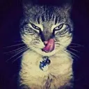 @garotamaracat