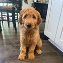 @life.of.penny.poo