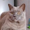 scotlandcat2