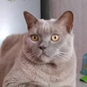 @scotlandcat2