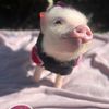 butterscotchminipig