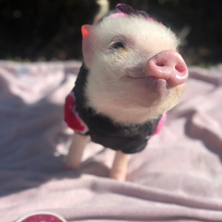 butterscotchminipig