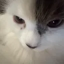 @tingl3bot