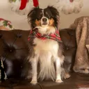@frodo_miniaussie