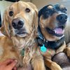dakotaandwoodson