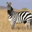 @chishongotembo