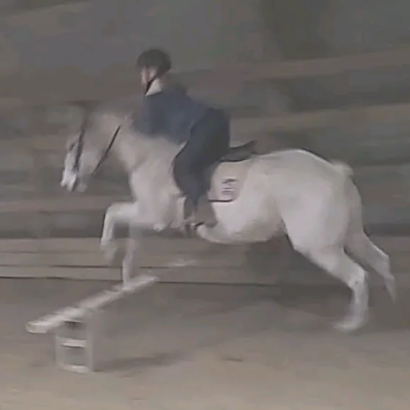 @horsie_rider