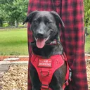 @ziraservicepuppies