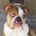 @suju_the_bully