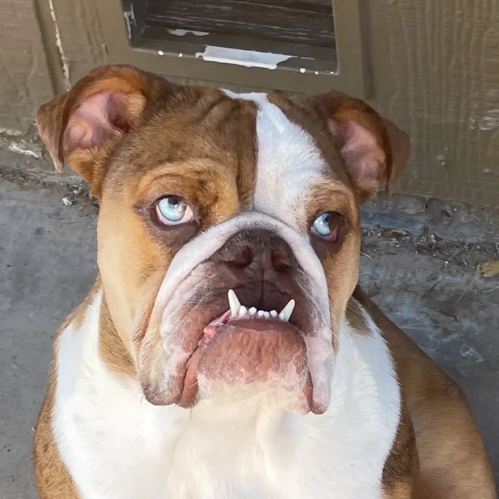 @suju_the_bully