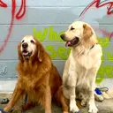 @moe.mick.dogs.orl