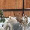 walking_dogs_316