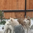 @walking_dogs_316