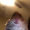 ilovehamsters45