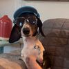 trex.the.dachshund