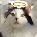 @theoreocat