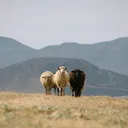 @123_farm