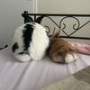benskis_pet_family