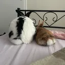 @benskis_pet_family