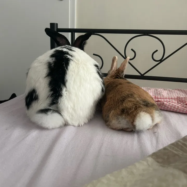 benskis_pet_family