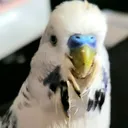 @taha.the.budgie
