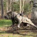 @irongates_canecorso