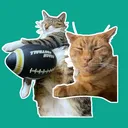 @stormysunny.cats