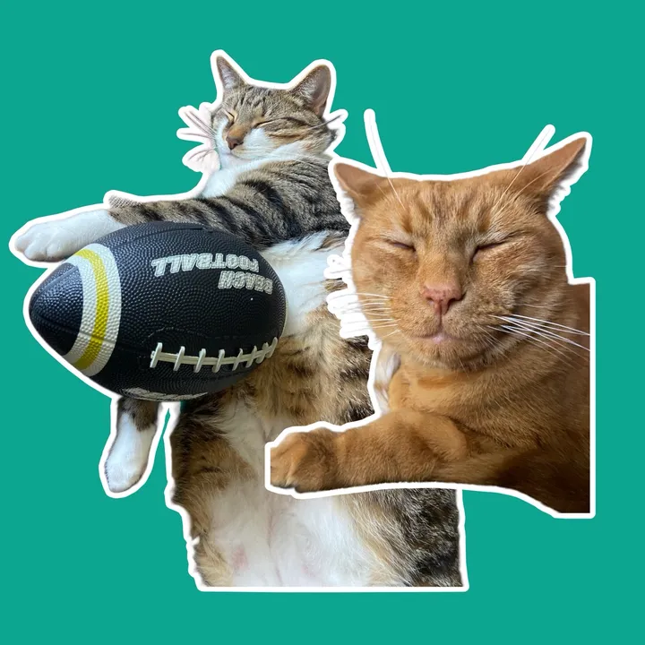 stormysunny.cats