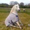 funny.pets.babyone