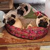 pugsenaccion