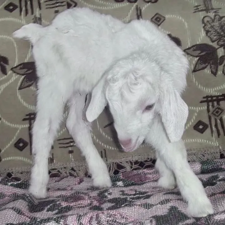 .aliengabi