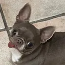 @ortegavillalbachef