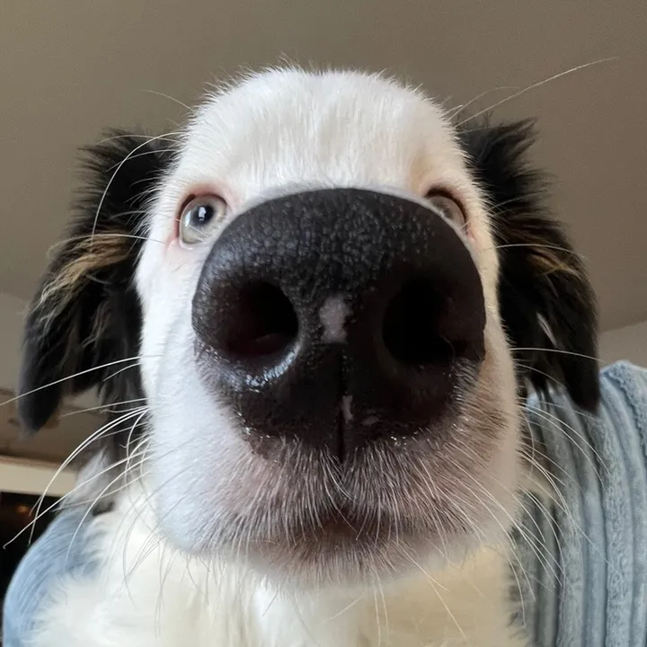 buggsjunejana