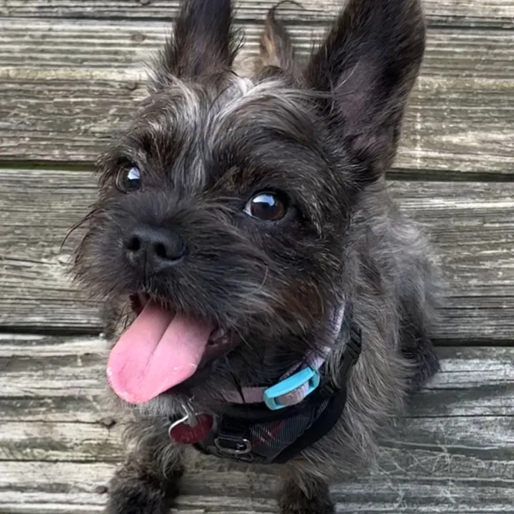 jasperthefrorkie
