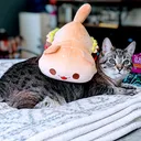 @senior.basil.bear