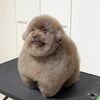 ibashi764