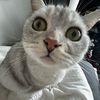 jjthekittie