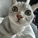 @jjthekittie