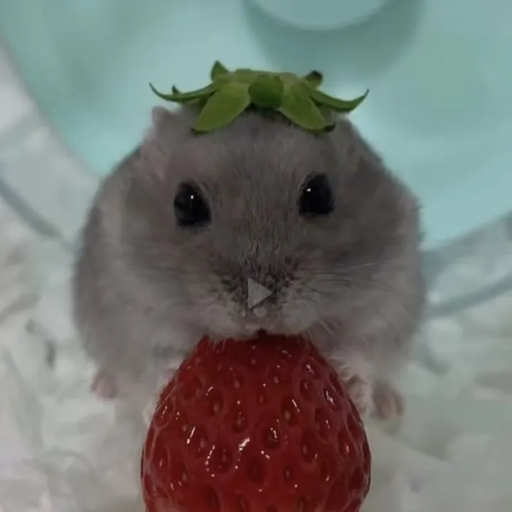 blxvv