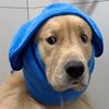 goldenfurbender0206