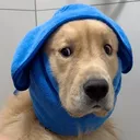 @goldenfurbender0206