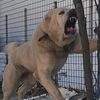 alabaidogsadis