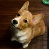 clarkgrisbark